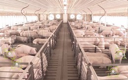 Trung Quốc vẫn đang đứng vững trong khủng hoảng thiếu thịt lợn