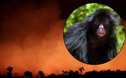 10% loài động vật trên hành tinh như sống trong 'hỏa ngục' vì cháy rừng Amazon: Hậu quả kinh khủng hơn bất kì vụ cháy rừng nào khác