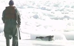 Những hình ảnh hải cẩu bị thảm sát bằng gậy gỗ và góc khuất ít người biết về công việc này tại Canada