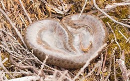 Cảnh tượng loài rắn độc duy nhất tại Anh Quốc "cất tiếng khóc chào đời": Người thường sởn gai ốc nhưng với khoa học thì rất thiêng liêng