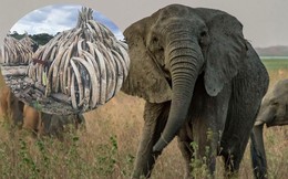 Bất ngờ với xu hướng tiến hóa mất ngà của loài voi trước nạn săn trộm