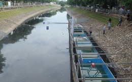 Chuẩn bị thả cá Koi Nhật và cá chép Việt xuống sông Tô Lịch và Hồ Tây