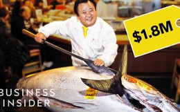Giá hàng chục tỷ đồng, cá ngừ vây xanh có gì đặc biệt?