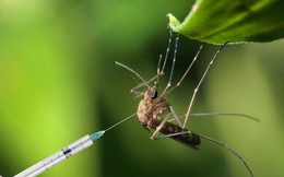 Muỗi cái không chịu ‘yêu đương’ với muỗi đực biến đổi gen, dự án tiêu diệt loài muỗi thất bại thảm hại