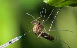 Muỗi cái không chịu ‘yêu đương’ với muỗi đực biến đổi gen, dự án tiêu diệt loài muỗi thất bại thảm hại