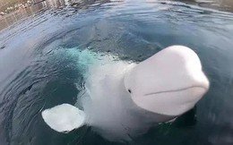 "Lỡ tay" làm rơi camera của người ta xuống nước, cậu cá voi beluga lặn xuống đáy mò tìm lại bằng được