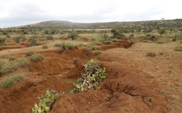 Xương rồng 'ác quỷ' - mối đe dọa mới của nông dân Kenya