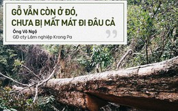 Bị đục thân, đổ dầu đốt gốc 2 cây gỗ hương cổ thụ chết, chủ rừng nói không thiệt hại vì "gỗ vẫn còn ở đó"