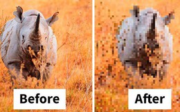 Sự thật đáng buồn về 22 bức tranh của các loài động vật có số lượng pixel tương ứng với số cá thể còn sống