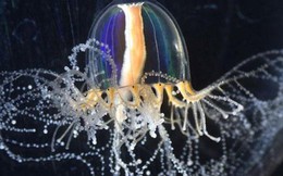 Giải mã siêu năng lực của loài sứa: Tại sao chúng có thể mọc lại phần cơ thể đã mất?