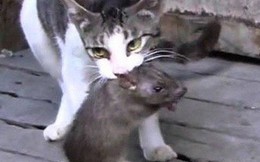 Bị mèo tấn công, chuột già cứu mạng 2 chuột nhắt theo cách ít ai ngờ đến: Con người nên học