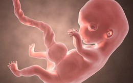 Một dấu ấn kỳ lạ trên thai nhi, 250 triệu năm tiến hóa được tua nhanh trong bụng mẹ