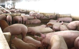 Liên tục tăng cao, giá thịt lợn vọt lên mức kỷ lục