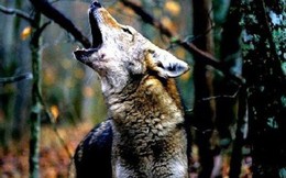 Dính bẫy của thợ săn, con sói thoát ra theo cách không ai ngờ: Đáng ngẫm!