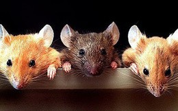 3 con chuột liên thủ đi ăn trộm, tưởng được mẻ lớn ai ngờ chết cả 3: Lý do rất đáng ngẫm
