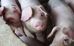 Cơn khát thịt lợn của Trung Quốc có thể mang đến núi tiền cho nông dân Mỹ