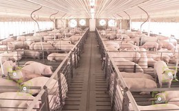 Khủng hoảng thiếu thịt lợn đang đẩy cao giá thịt lợn trên toàn thế giới