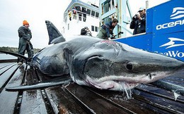 Trục vớt cá mập trắng khổng lồ nặng nửa tấn với 2 vết cắn lớn sau gáy: Hung thủ là con quái vật to cỡ nào cơ chứ?