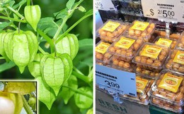 Một loại quả mọc dại ở Việt Nam nhưng lại được bày bán “sang chảnh” ở siêu thị nước ngoài, vài nơi còn không có đủ cho khách mua