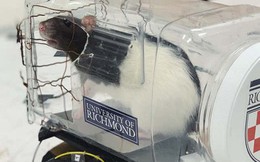 Các nhà khoa học dạy chuột lái ô tô và chúng đã tốt nghiệp xuất sắc thế này đây