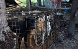 Ngành kinh doanh thịt chó ở Campuchia: Tàn bạo, đầy tội lỗi và những hệ lụy sức khỏe đáng báo động