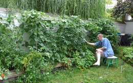 Tận dụng mảnh đất nhỏ phía sau nhà, người đàn ông đảm đang trồng đủ loại rau quả sạch cho cả nhà thưởng thức