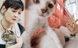 Nhà Mèo và câu chuyện cô chủ nhặt nuôi hàng trăm chú mèo bệnh tật về chăm sóc: "Nếu sống, con sẽ được ở lại đây mãi mãi"