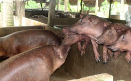 Giá lợn tăng mạnh, hộ nuôi chưa dám tái đàn