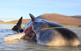 Con cá voi chết bên bờ biển Scotland với 100 kg rác thải trong bụng