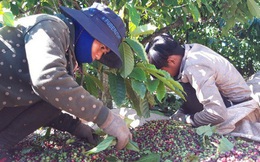 Lênh đênh phận người vượt hàng trăm cây số hái cà phê thuê kiếm Tết