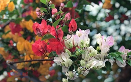 600 triệu một gốc hoa giấy ngũ sắc, đại gia xuống tiền chơi Tết