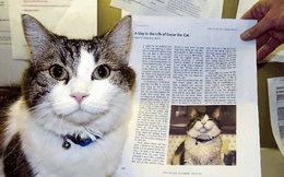 Oscar: 'Chú mèo báo tử' dự đoán đúng hơn 100 cái chết, được cả tạp chí y khoa nổi tiếng ghi nhận khả năng đặc biệt