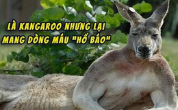 Úc: Con kangaroo vạm vỡ cao 1m8 ngang nhiên vào thị trấn phá nát 1 khu vườn, "cà khịa" 3 người và đánh trọng thương cụ bà lớn tuổi