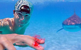 Thực hư chuyện cá mập có thể ngửi thấy mùi máu cách xa hàng km, sẵn sàng tấn công người?