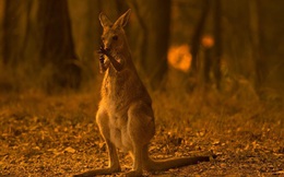 Những hiểu lầm từ vụ cháy rừng kinh hoàng tại Úc