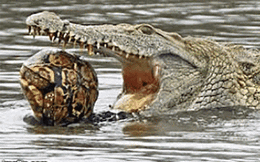 1001 thắc mắc: Vì sao cá sấu nuốt mồi dưới nước mà không bị sặc?