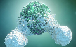 Các nhà khoa học phát hiện ra một tế bào miễn dịch "có thể điều trị mọi loại ung thư"
