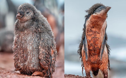 Nam Cực tăng nhiệt, chim cánh cụt vùng vẫy trong bùn đất