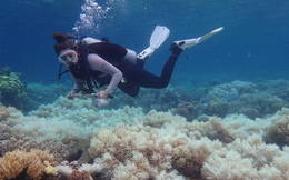 Khoa học cảnh báo: 70-90% san hô sẽ biến mất trong 20 năm tới, và tuyệt chủng trong 80 năm nữa