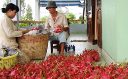 Đại dịch Corona đang khiến ngành nông sản Việt gặp khó, nông dân và đầu nậu làm thanh long, sầu riêng và mít tìm hướng ra