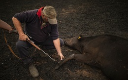 Chứng kiến gia súc đau đớn vì bỏng nặng do hỏa hoạn kinh hoàng tại Úc, nông dân xót xa bắn chết 20 con bò để giải thoát cho chúng
