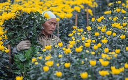 Làng hoa Tây Tựu tất bật chuẩn bị cho Tết