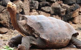 Cụ rùa trăm tuổi nghỉ hưu sau 43 năm miệt mài phối giống cứu cả loài khỏi tuyệt chủng, làm cha của hơn 800 đứa con