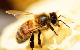 1001 thắc mắc: Ong có ngủ không, kinh khủng thế nào nếu ong tuyệt chủng?