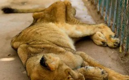 Hình ảnh sư tử đói hốc hác, chỉ còn da bọc xương khiến cộng đồng yêu động vật sục sôi kêu gọi chung tay tìm cách giải cứu