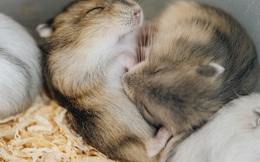 Năm Canh Tý, người trẻ tìm mua chuột hamster để giảm stress và cầu chúc may mắn