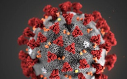 Nghiên cứu mới: Chủng virus corona mới giống virus gây SARS tới 79,5%, ta có thể ứng dụng những phương pháp chữa bệnh cũ