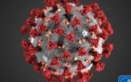 Bloomberg: Trung Quốc có dữ liệu sớm về virus corona nhưng 2 tuần sau mới công bố