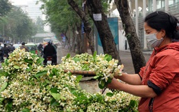 Kiếm bạc triệu nhờ bán hoa theo lạng trên phố Hà Nội