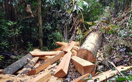 Quảng Bình: Sẽ xử lý nghiêm vụ phá rừng đệm di sản thế giới Phong Nha - Kẻ Bàng